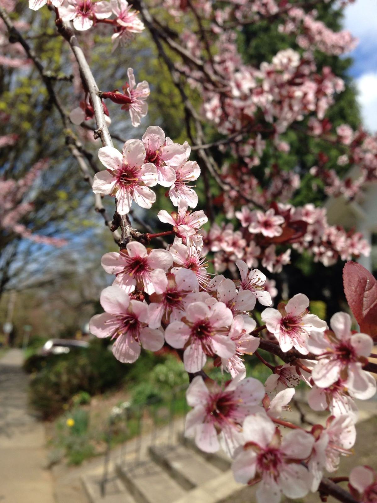 Pink cherry blossoms in early spring