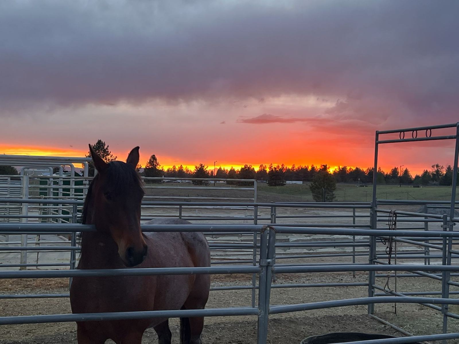 Horse standing at a fence under a red sunset