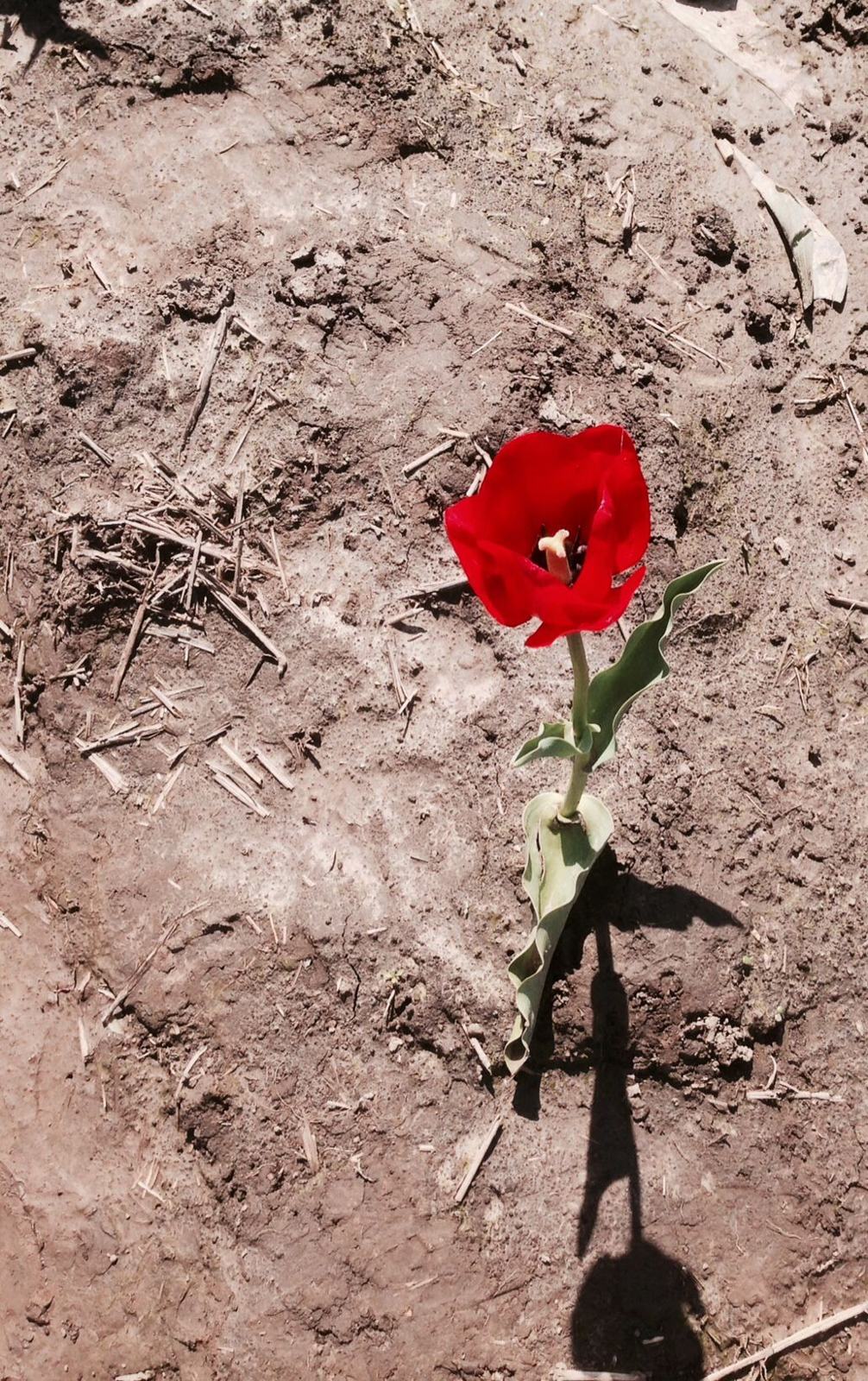 A single red flower growing straight up out of cracked, dry dirt, its shadow stretching below it