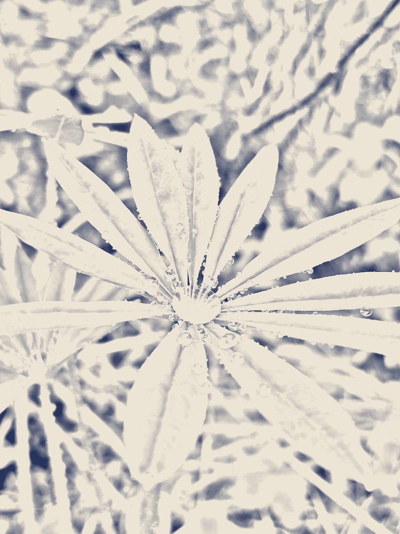 Pencil-style sketch of the same lupine leaf
